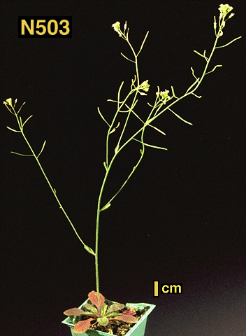 High resolution image of this Arabidopsis plant