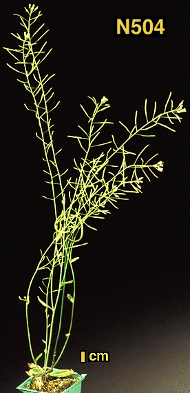 High resolution image of this Arabidopsis plant