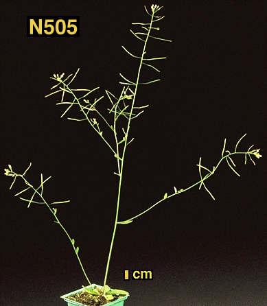 High resolution image of this Arabidopsis plant