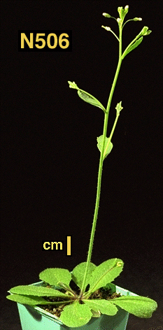 High resolution image of this Arabidopsis plant