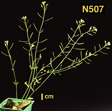 High resolution image of this Arabidopsis plant