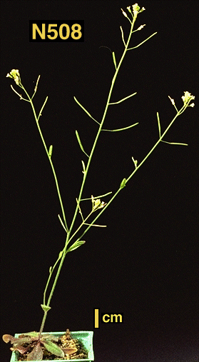 High resolution image of this Arabidopsis plant
