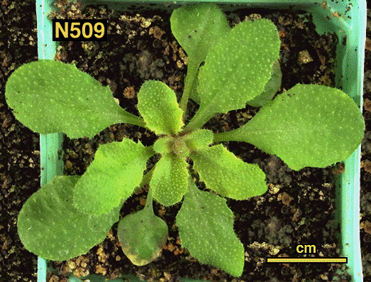 High resolution image of this Arabidopsis plant