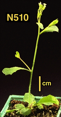 High resolution image of this Arabidopsis plant