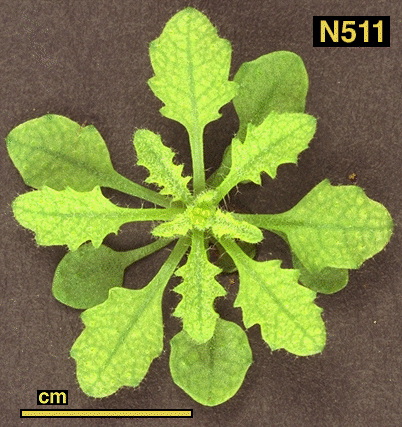 High resolution image of this Arabidopsis plant