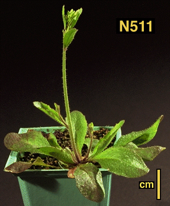 High resolution image of this Arabidopsis plant