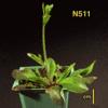 High resoltion image of this Arabidopsis plant