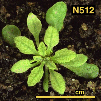 High resolution image of this Arabidopsis plant