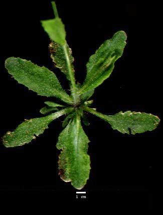 High resolution image of this Arabidopsis plant