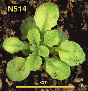 High resolution image of this Arabidopsis plant