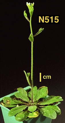 High resolution image of this Arabidopsis plant