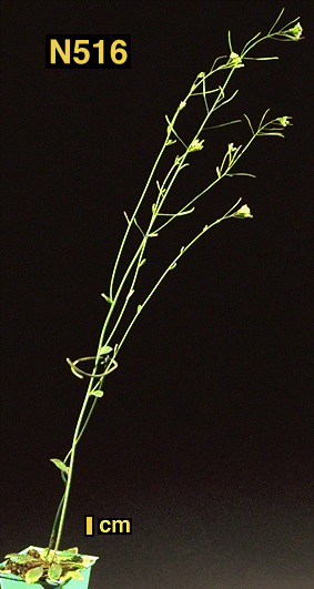 High resolution image of this Arabidopsis plant