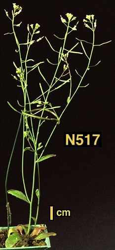High resolution image of this Arabidopsis plant