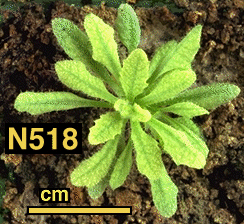 High resolution image of this Arabidopsis plant