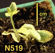 High resolution image of this Arabidopsis plant