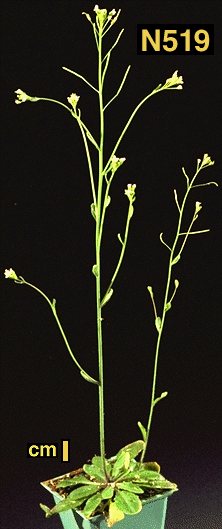High resolution image of this Arabidopsis plant