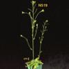 High resoltion image of this Arabidopsis plant