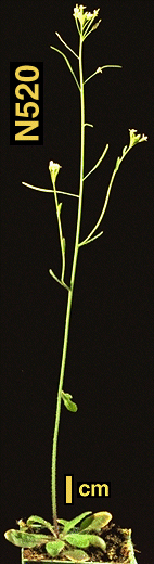 High resolution image of this Arabidopsis plant