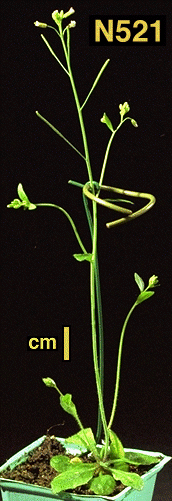 High resolution image of this Arabidopsis plant