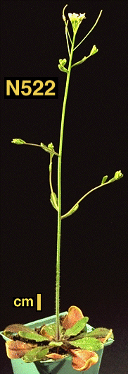 High resolution image of this Arabidopsis plant
