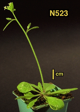 High resolution image of this Arabidopsis plant