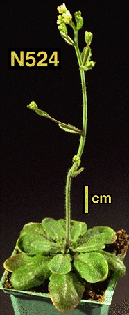 High resolution image of this Arabidopsis plant