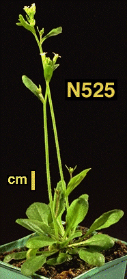 High resolution image of this Arabidopsis plant