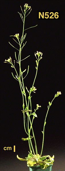 High resolution image of this Arabidopsis plant