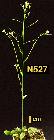 High resolution image of this Arabidopsis plant