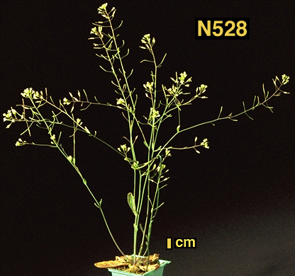 High resolution image of this Arabidopsis plant