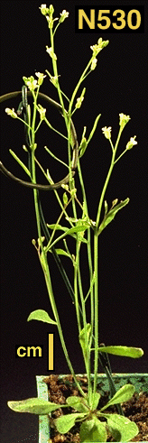High resolution image of this Arabidopsis plant
