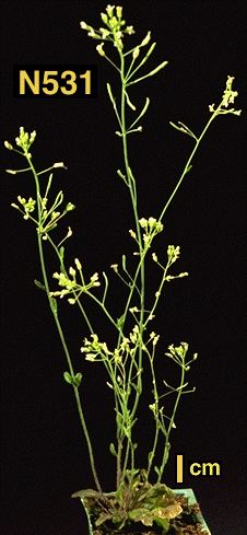 High resolution image of this Arabidopsis plant