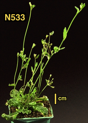 High resolution image of this Arabidopsis plant