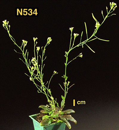 High resolution image of this Arabidopsis plant