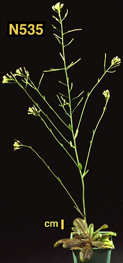 High resolution image of this Arabidopsis plant