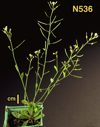 High resolution image of this Arabidopsis plant