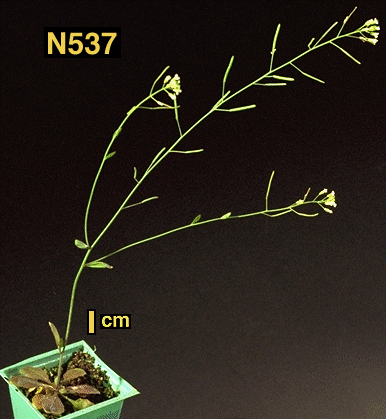 High resolution image of this Arabidopsis plant