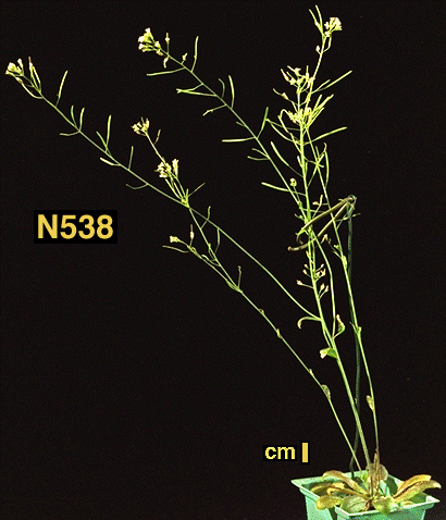 High resolution image of this Arabidopsis plant