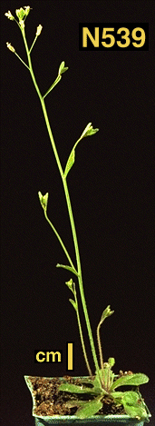 High resolution image of this Arabidopsis plant