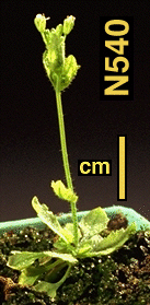 High resolution image of this Arabidopsis plant