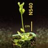 photo of Arabidopsis plant