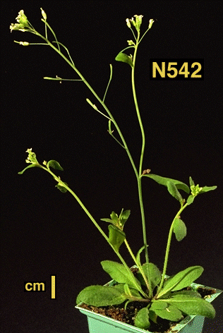 High resolution image of this Arabidopsis plant