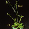 photo of Arabidopsis plant