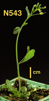 High resolution image of this Arabidopsis plant