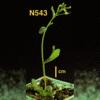 photo of Arabidopsis plant
