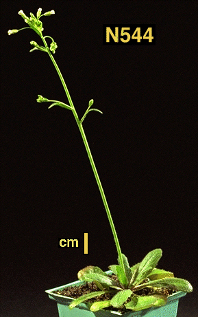 High resolution image of this Arabidopsis plant