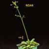 photo of Arabidopsis plant