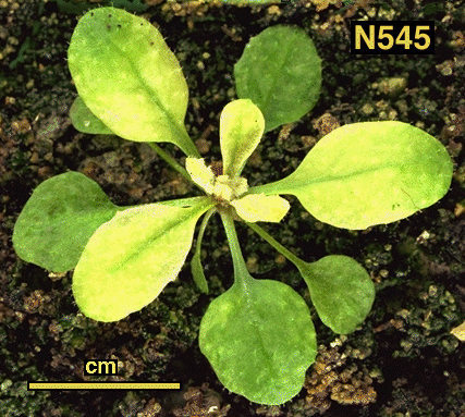 High resolution image of this Arabidopsis plant