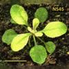 photo of Arabidopsis plant