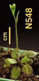 High resolution image of this Arabidopsis plant
